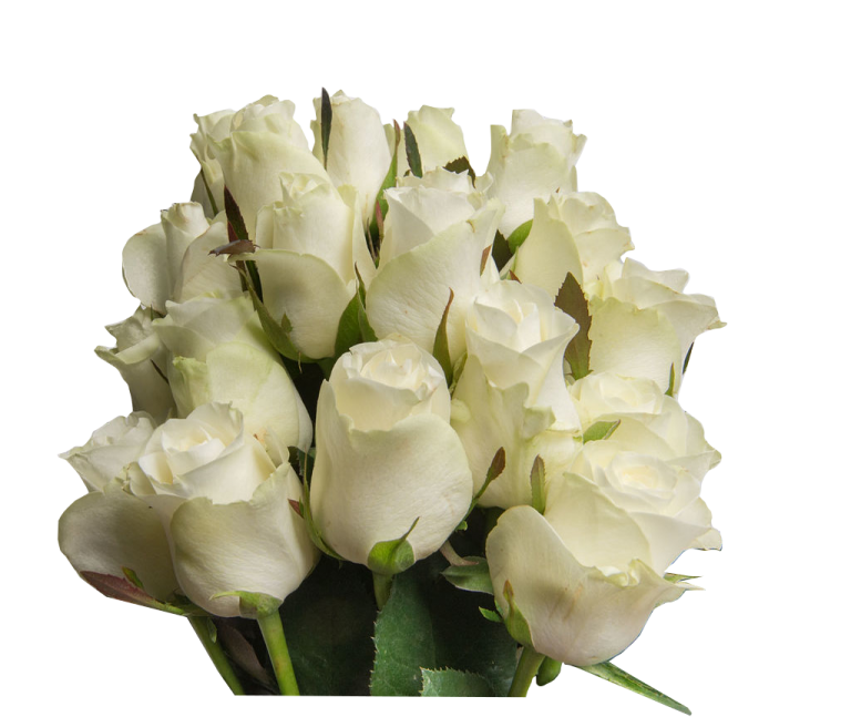 Snow White Hanna Roses